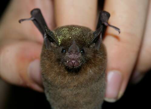 Image of Commissaris's Long-tongued Bat