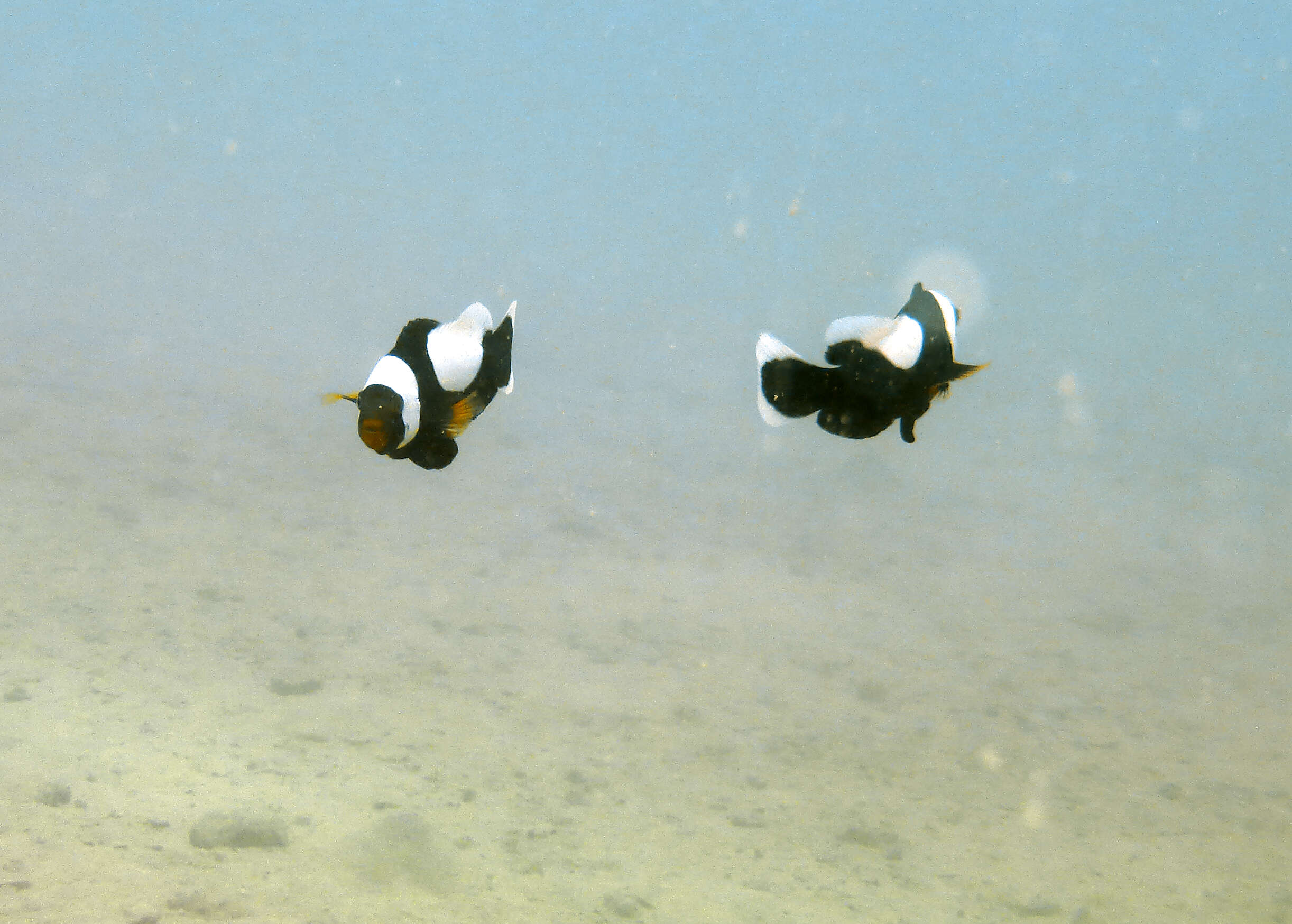 Image of Saddleback clownfish