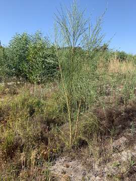 Image of Psoralea filifolia Eckl. & Zeyh.