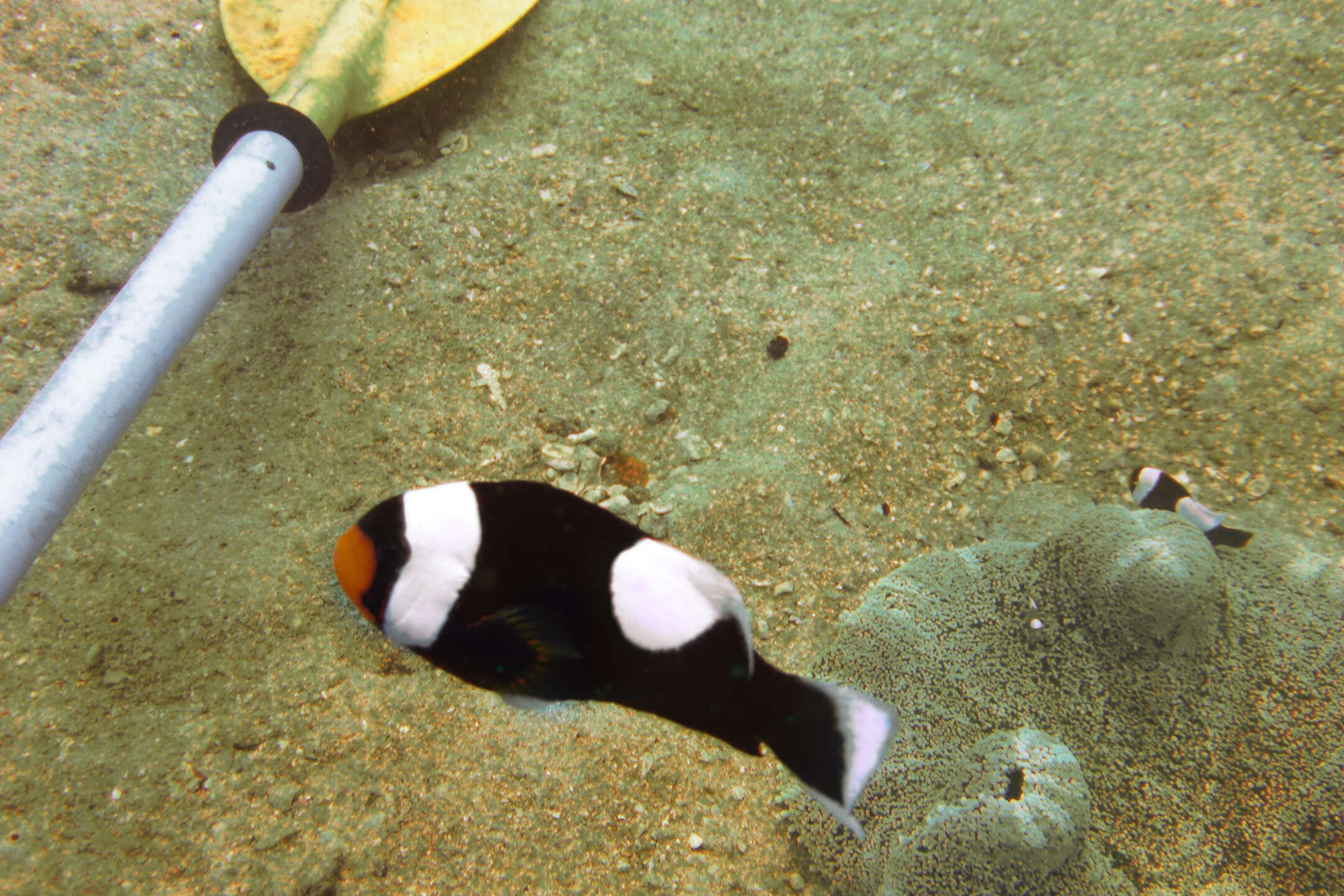 Image of Saddleback clownfish