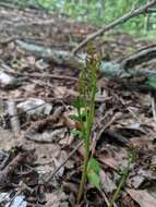 Image of branched moonwort