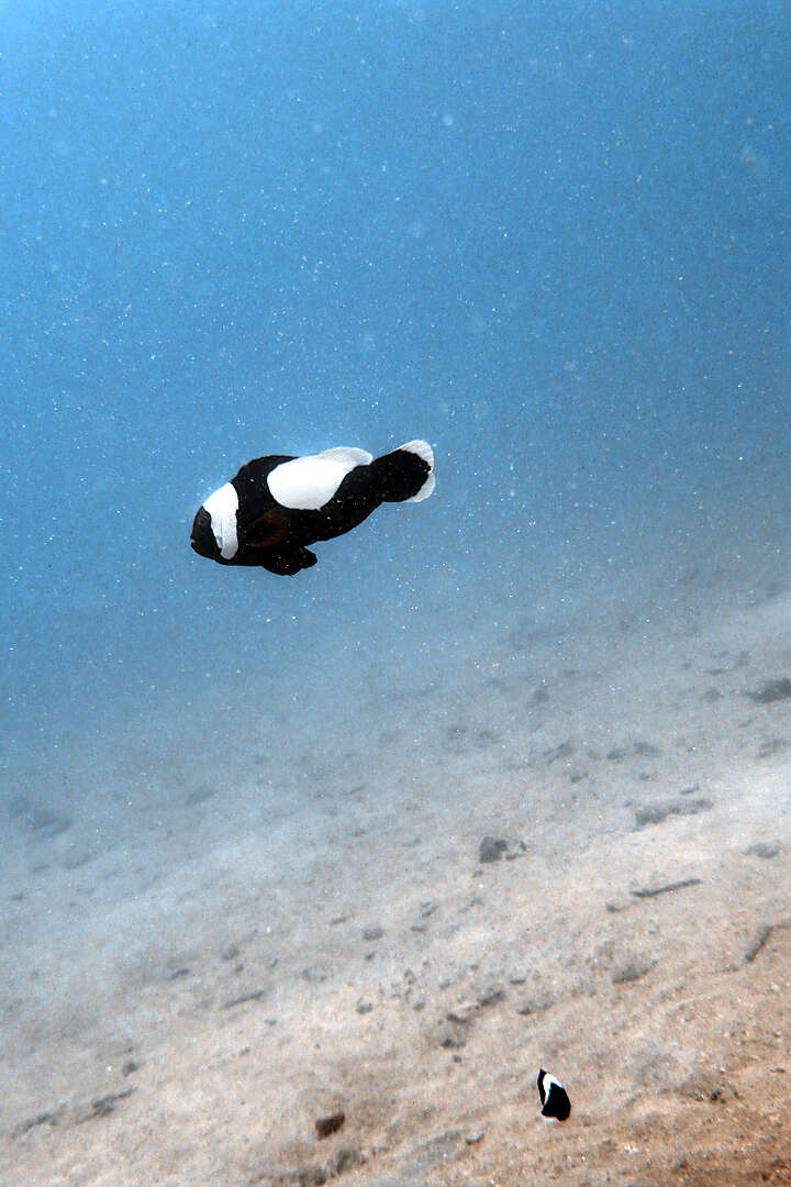 Image of Saddleback clownfish