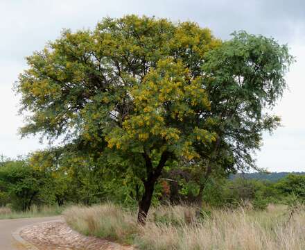 Plancia ëd Vachellia karroo (Hayne) Banfi & Galasso