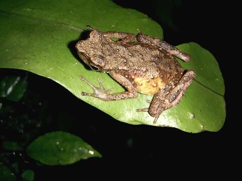 Image of Kadamaian Stream Toad