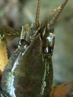 Image of Cambarus chaugaensis Prins & Hobbs 1972