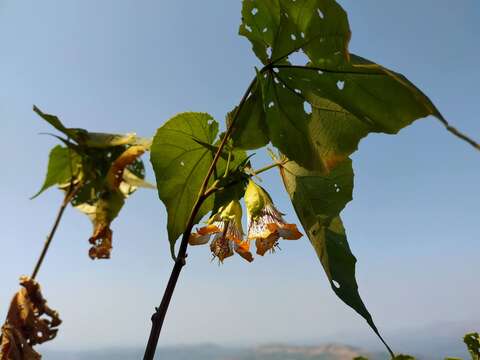 Image of Abutilon ranadei Woodrow & Stapf