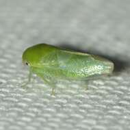 Image of Leafhopper