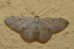 صورة Idaea pilosata Warren 1898