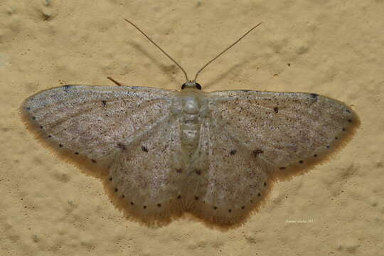 صورة Idaea pilosata Warren 1898