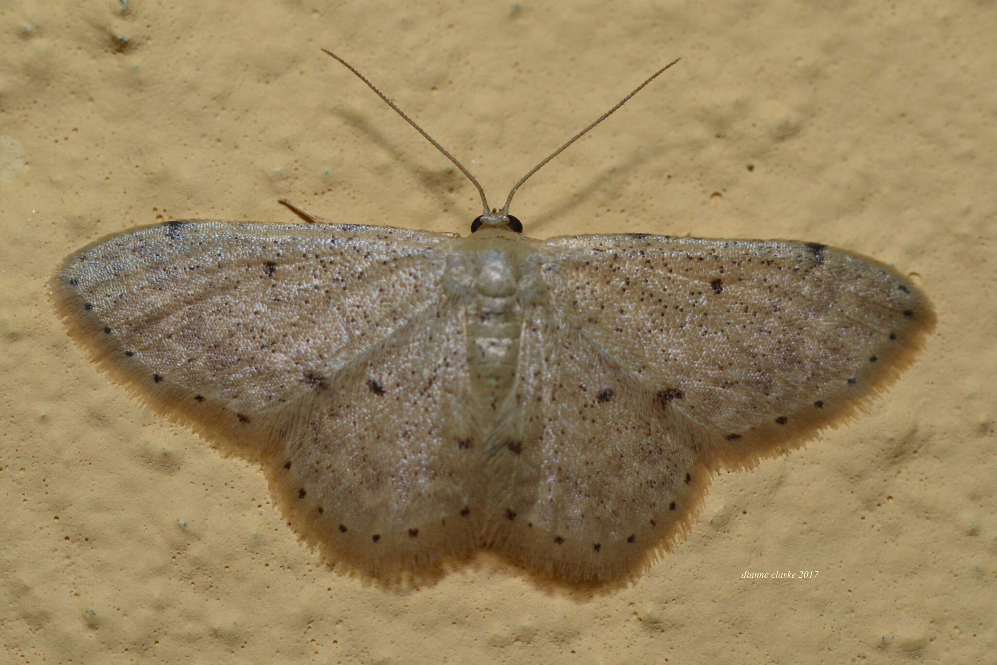 صورة Idaea pilosata Warren 1898