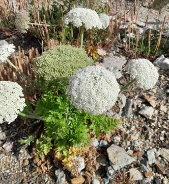 Image of Daucus carota subsp. gummifer (Syme) Hook. fil.