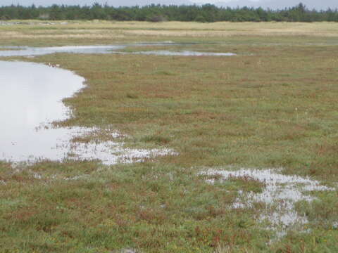 Image of Perennial Glasswort