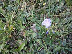 <i>Erodium fumarioides</i> resmi