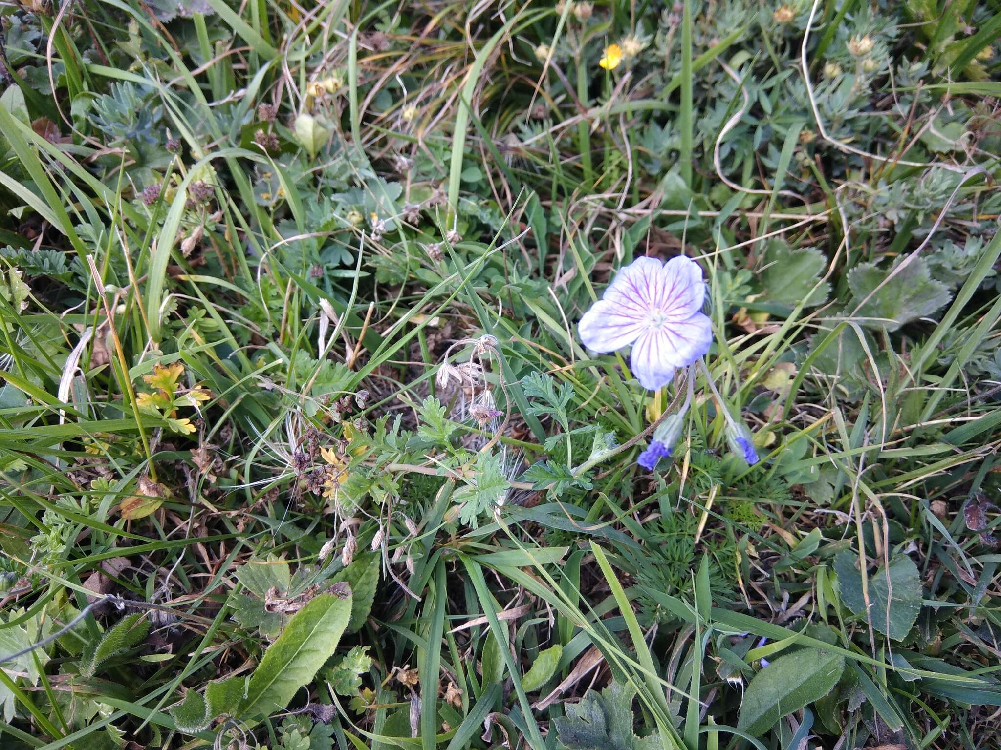 Image of <i>Erodium fumarioides</i>