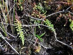 Image of Hypericum goyanesii Cuatrec.