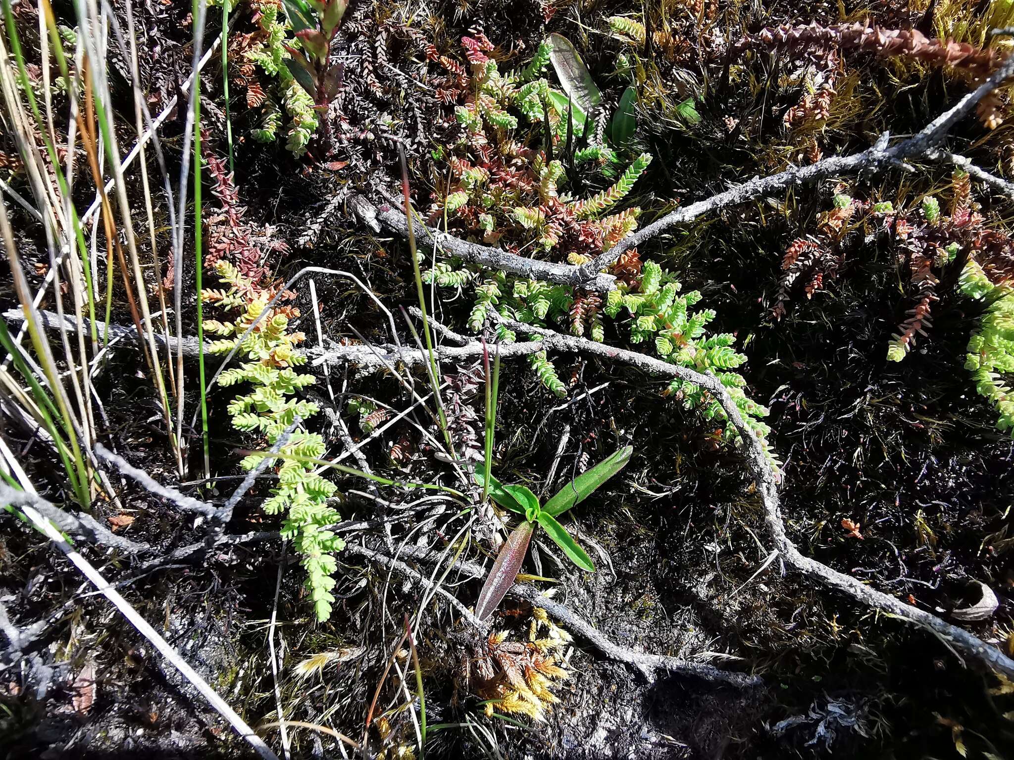 Слика од Hypericum goyanesii Cuatrec.