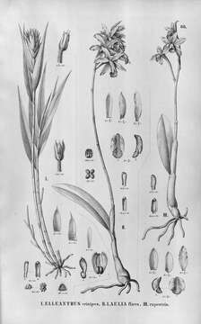 Image of Cattleya crispata (Thunb.) Van den Berg