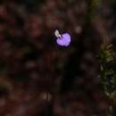 Image of Utricularia paulineae A. Lowrie