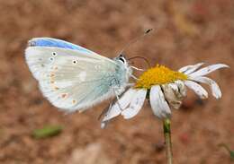 Image of Polyommatus dorylas