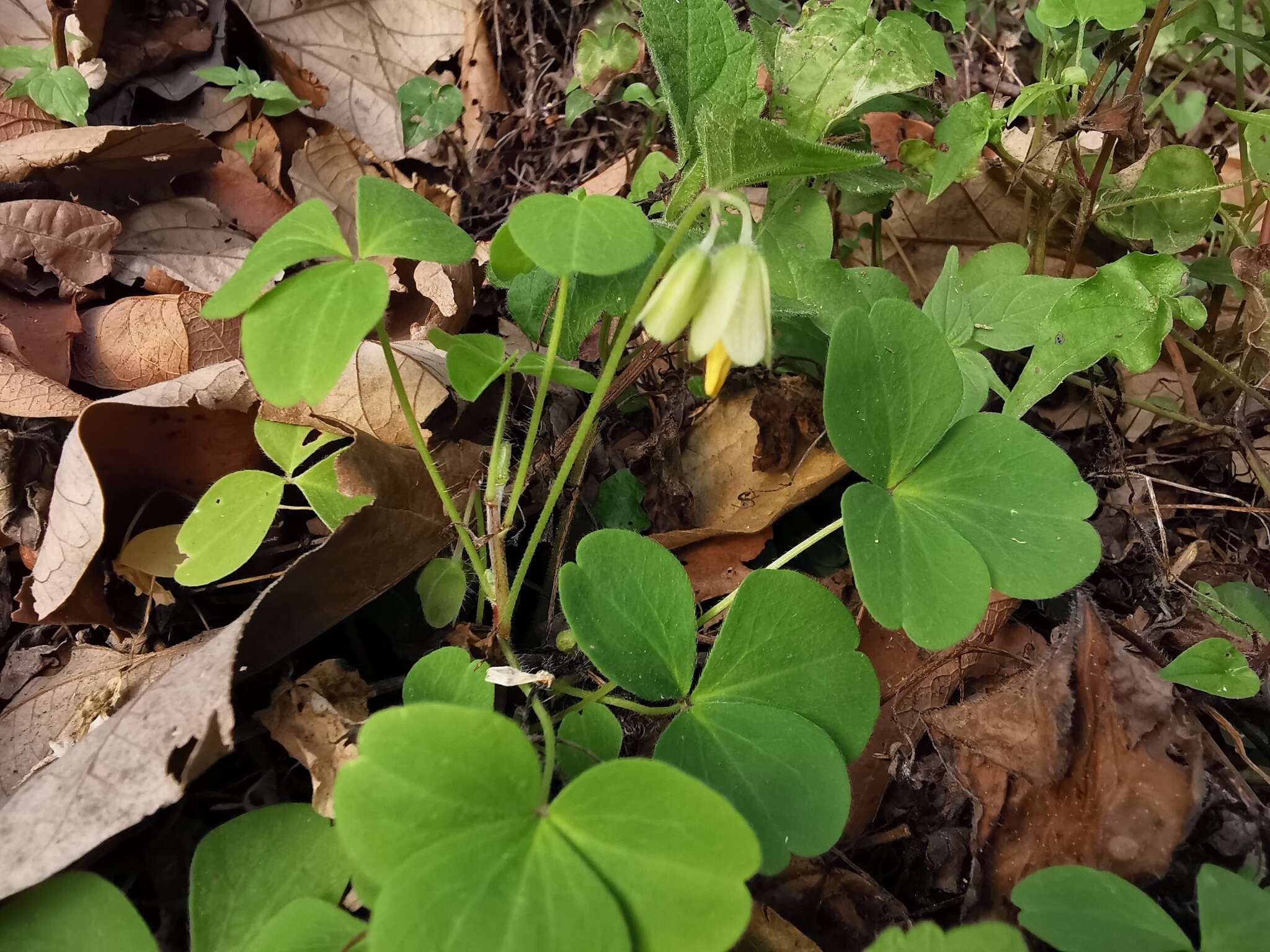 Image de Oxalis madrensis S. Wats.