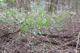 Celtis iguanaea (Jacq.) Sarg. resmi