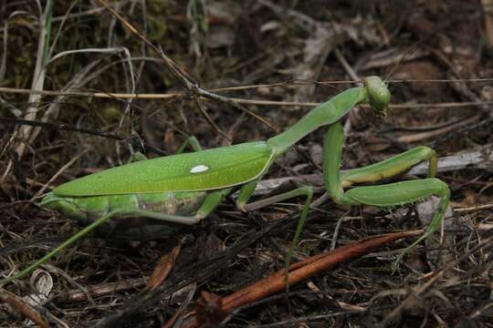 Image of African mantis