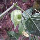 Image of Physalis angustiphysa Waterf.