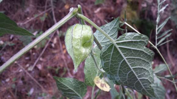 Plancia ëd Physalis angustiphysa Waterf.