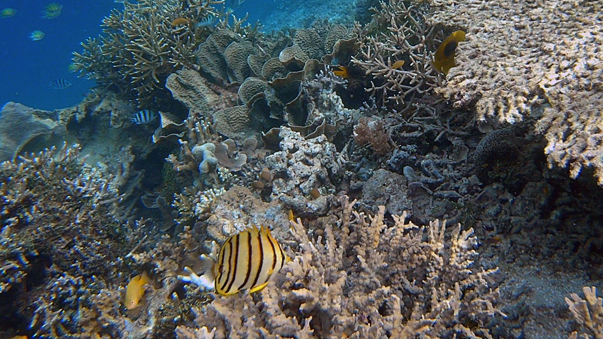 Image of Eight Banded Butterflyfish