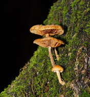 Image of Pholiota squarrosipes Cleland 1933