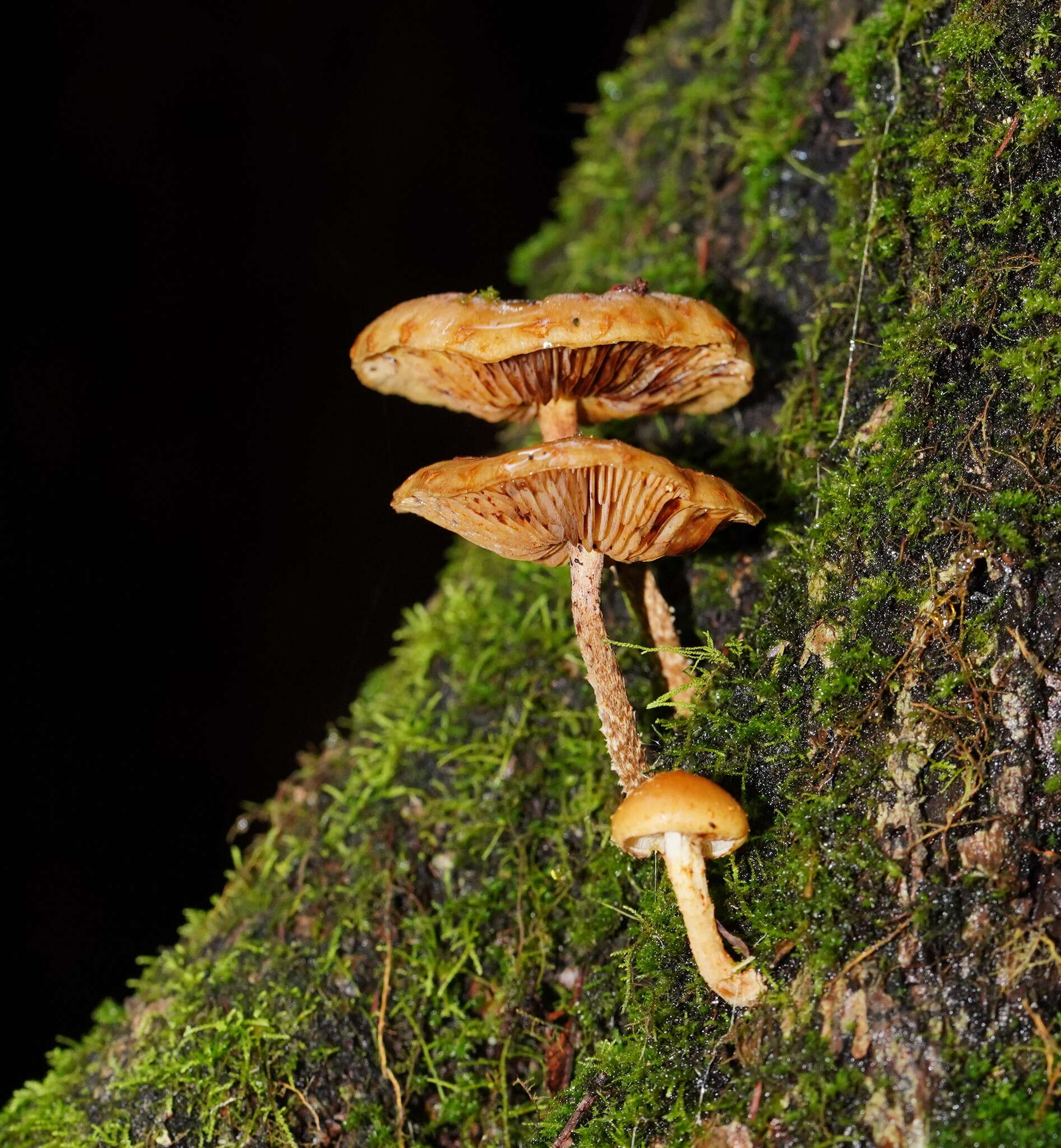 Image of Pholiota squarrosipes Cleland 1933