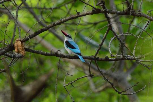 صورة Halcyon senegalensis cyanoleuca (Vieillot 1818)