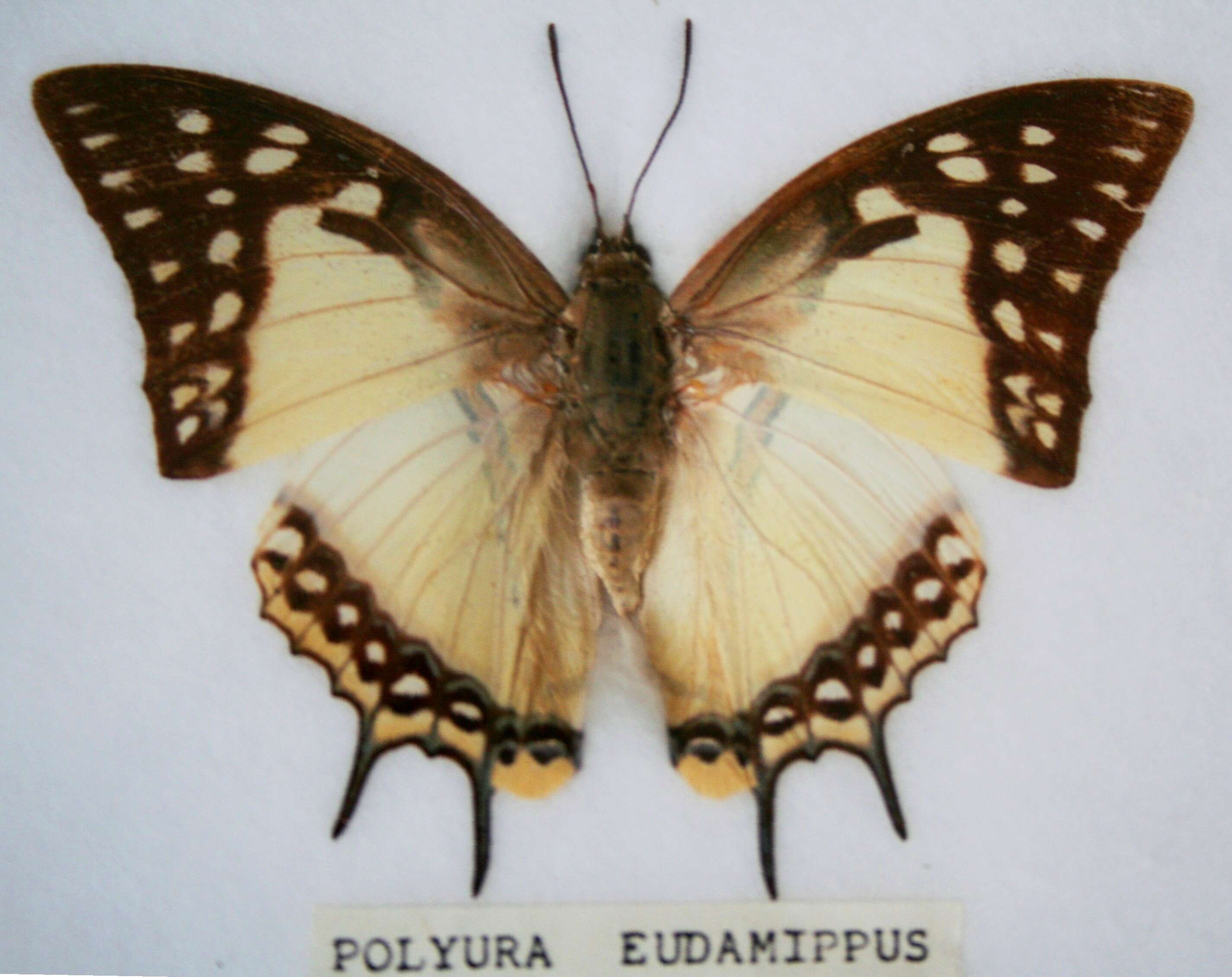 Imagem de Polyura eudamippus Doubleday 1843