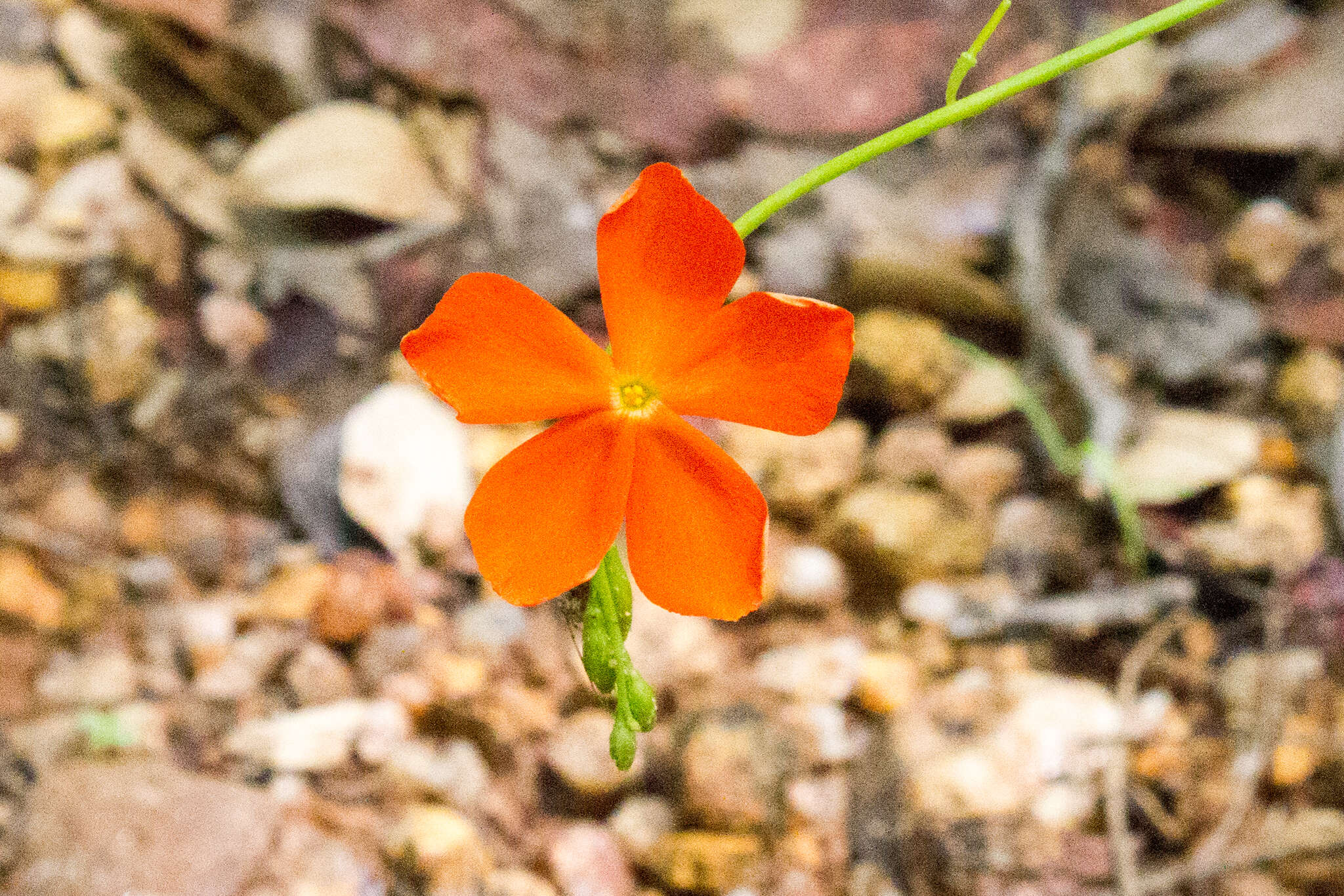 Tricliceras longepedunculatum (Mast.) R. B. Fernandes resmi