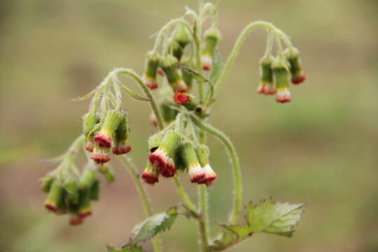 Image of ragleaf