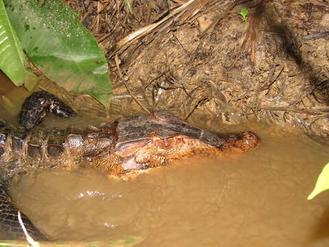 Image of Smooth-fronted Caimans