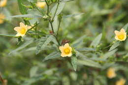 Image of common wireweed