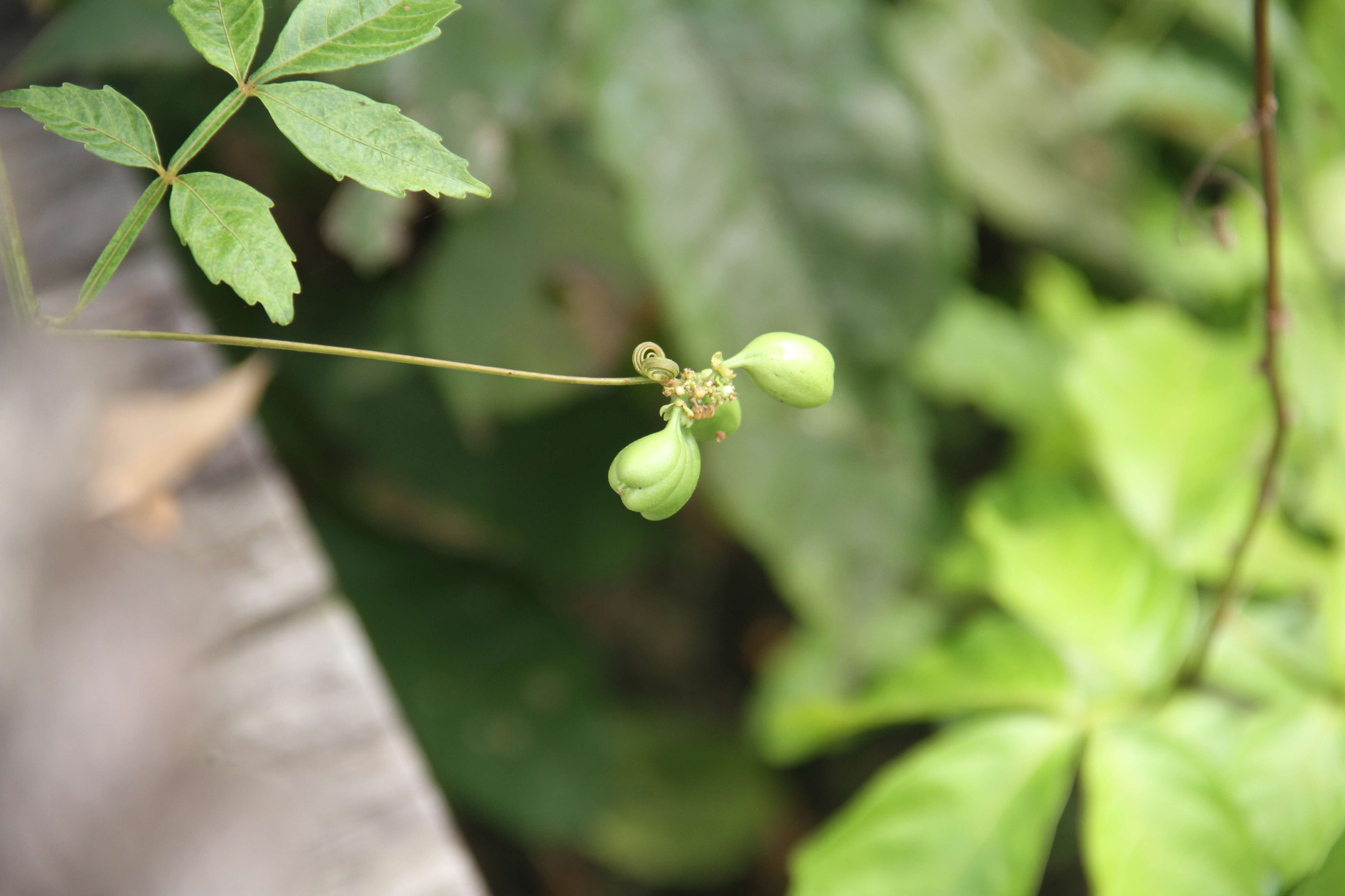 Слика од Paullinia pinnata L.