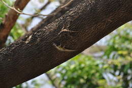 Image of Black-nosed Lizard