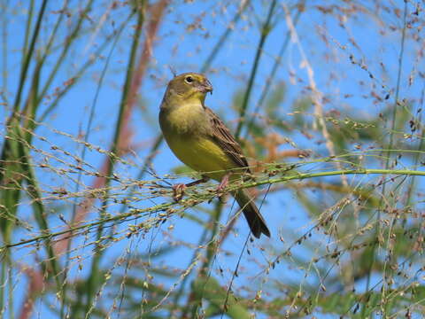 Imagem de Sicalis luteola chrysops Sclater & PL 1862