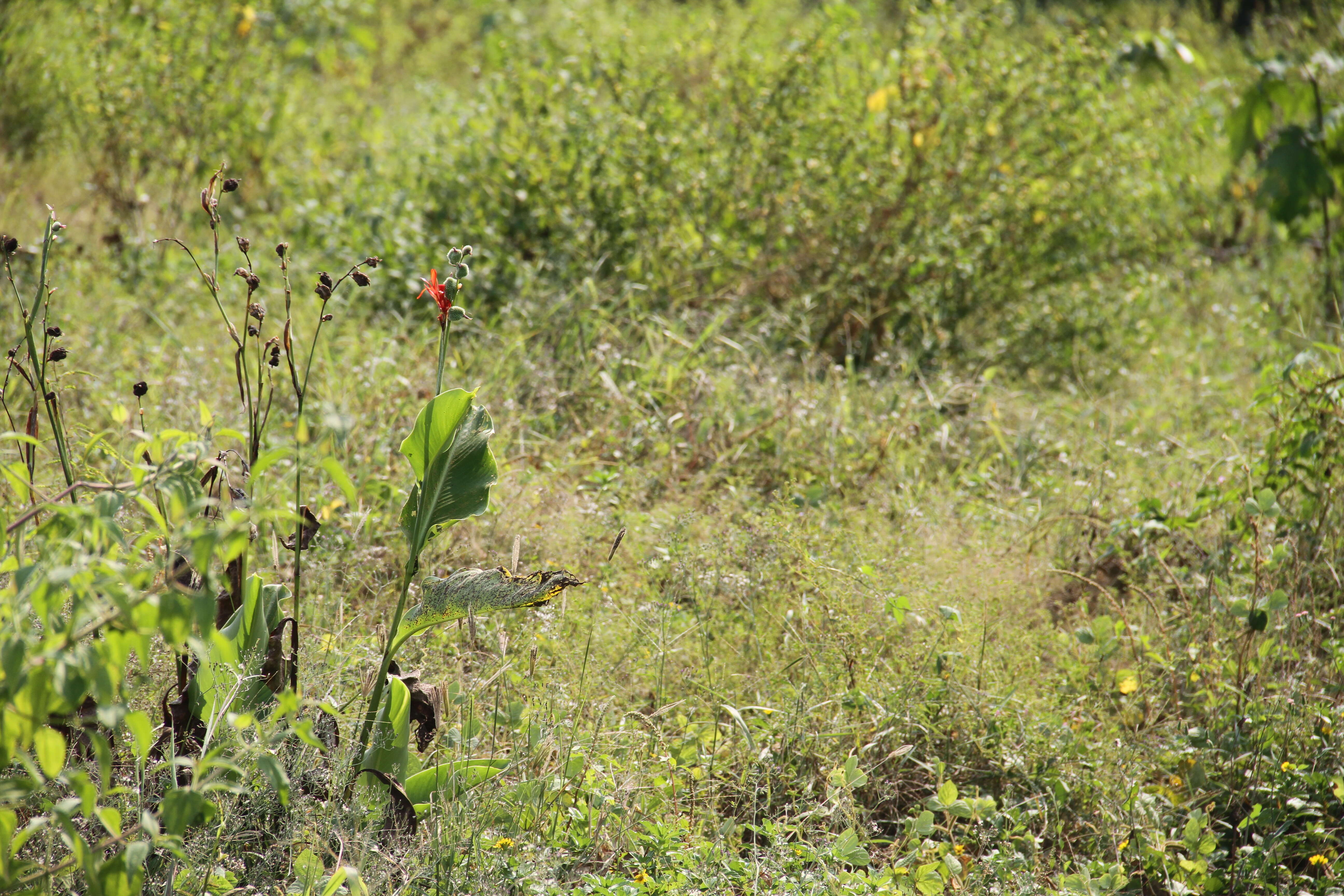 Image of Indian shot