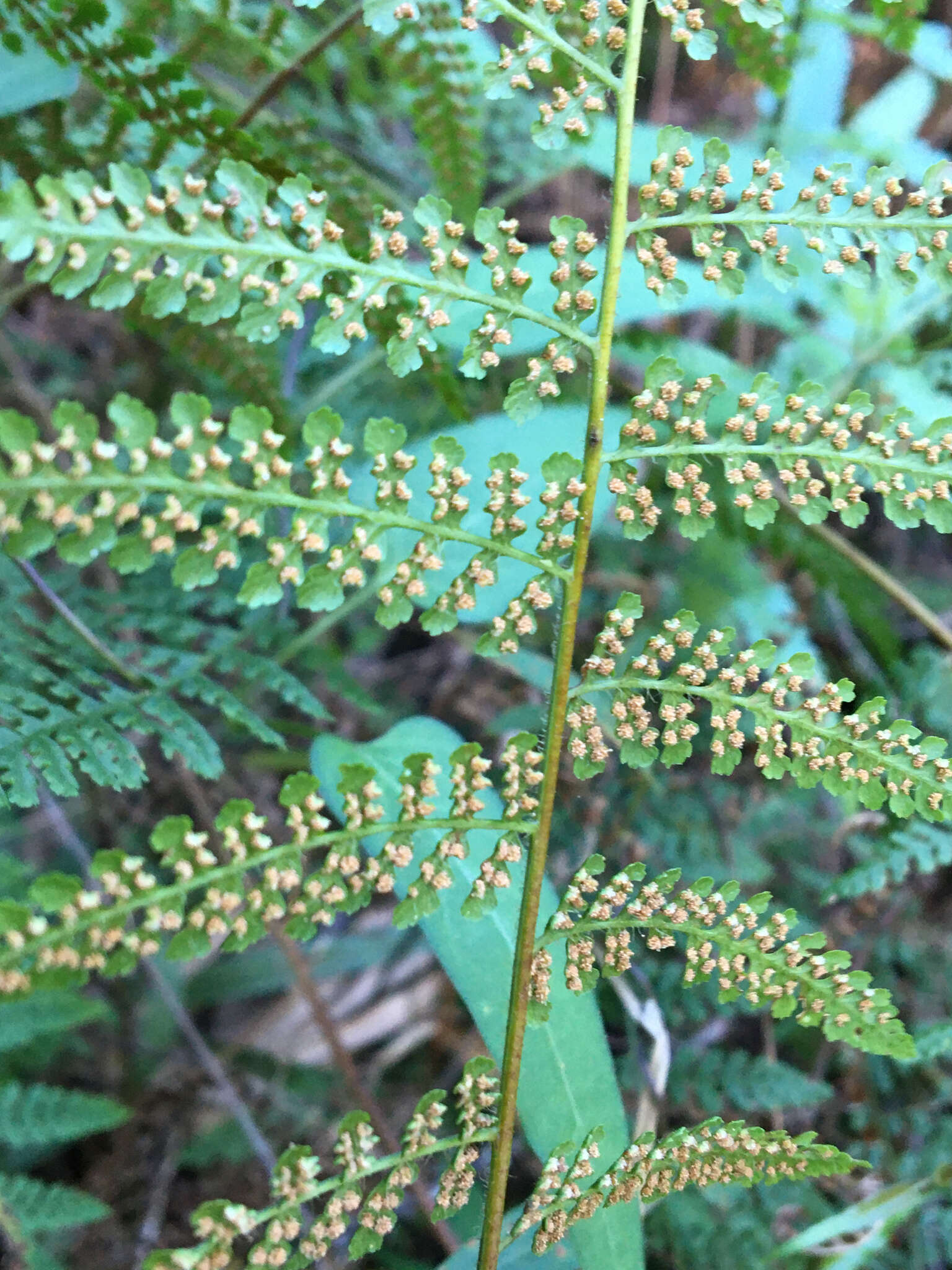 Image of Bramble Fern