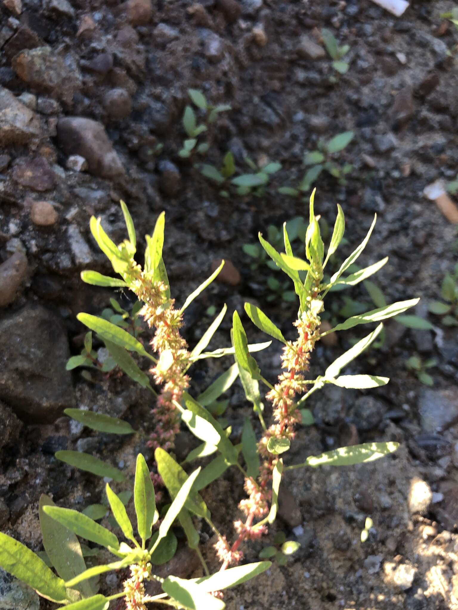 Image of Rumex rossicus Murb.