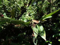 Image of Columnea picta H. Karst.