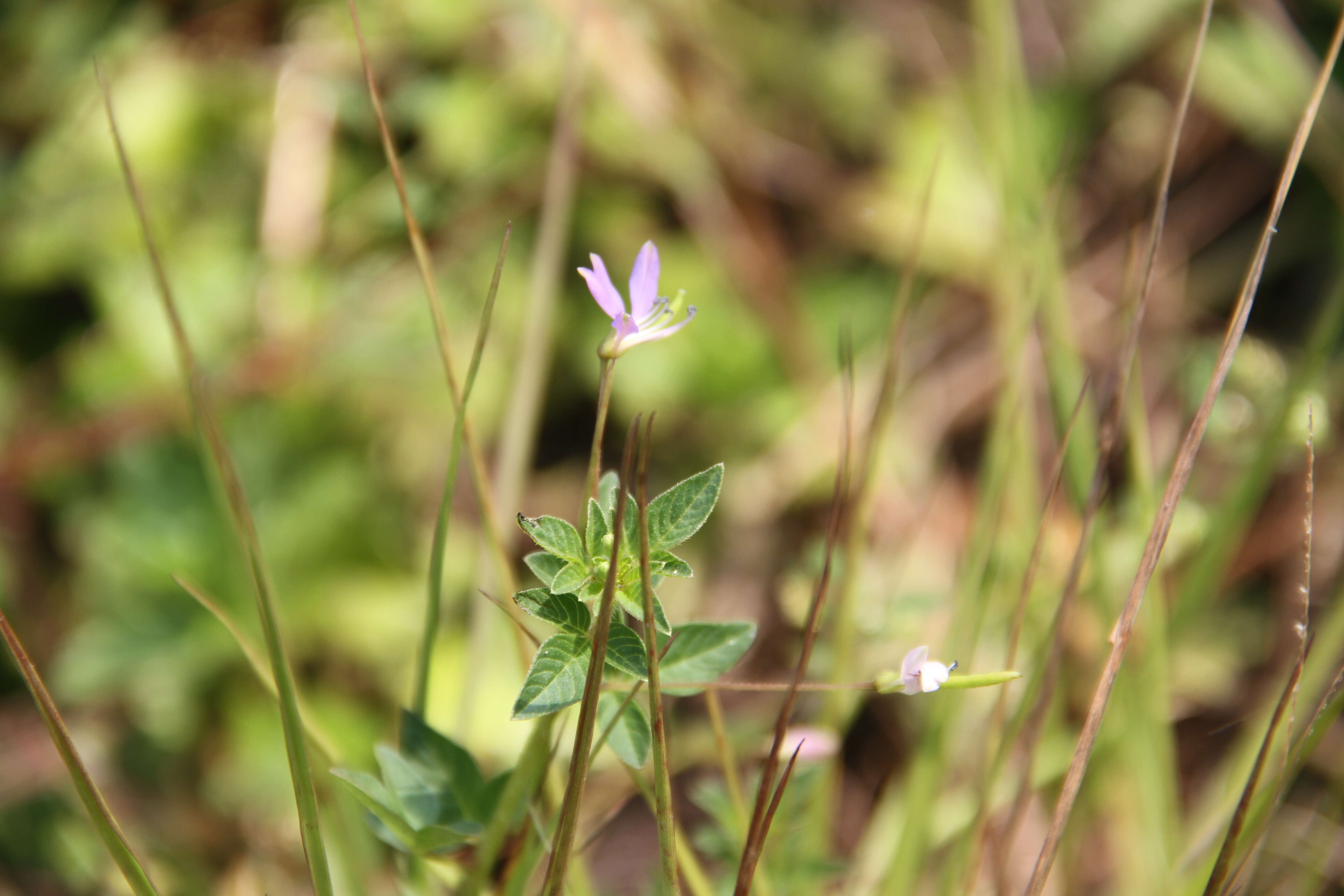 Image of fringed spiderflower