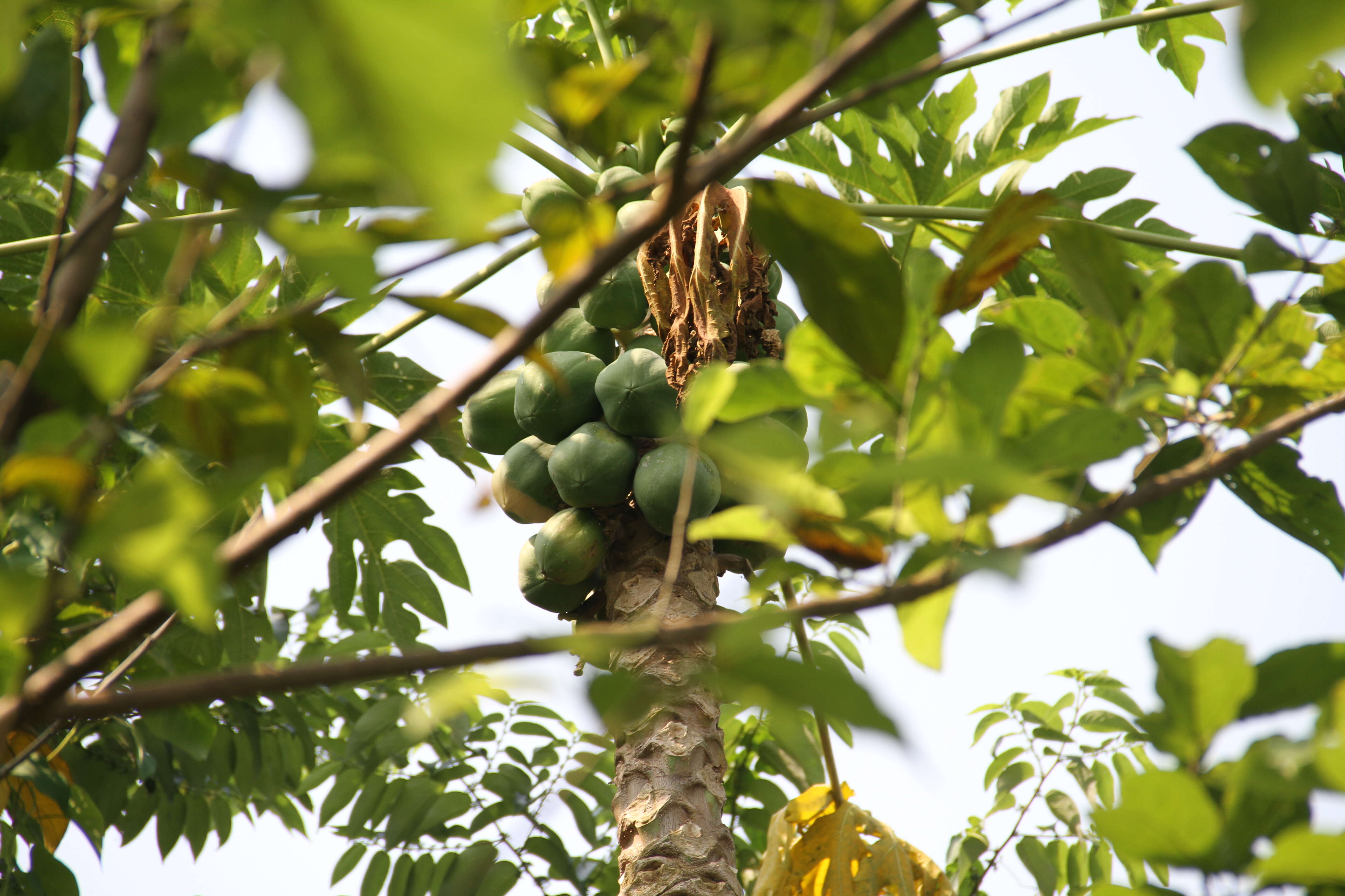 Image of papaya