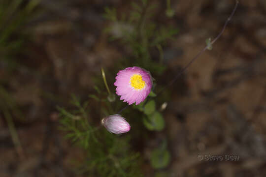 Image of Rhodanthe manglesii Lindl.