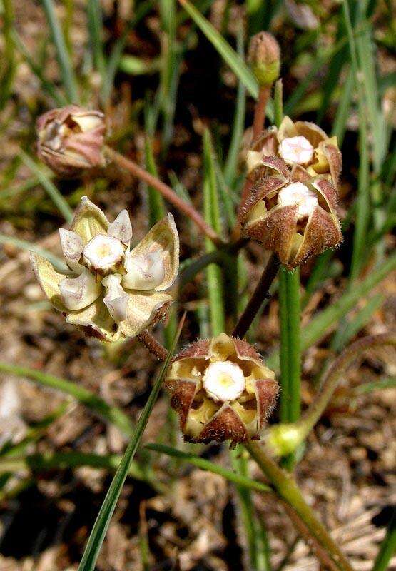 Image of Hooded meadow-star