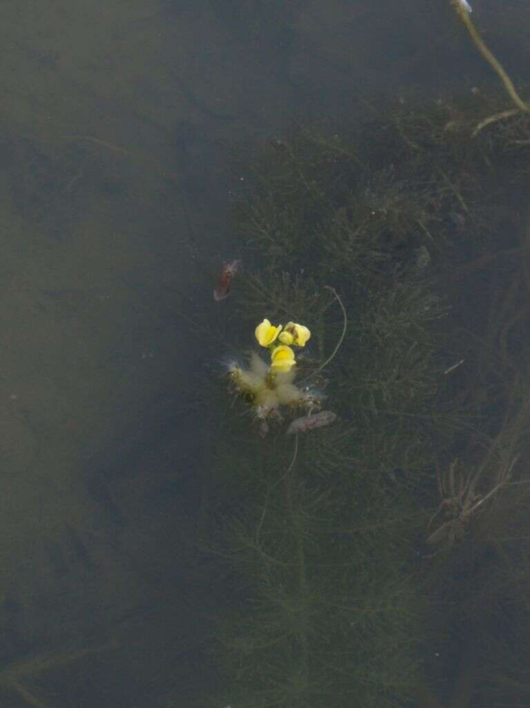 Image de Utricularia stellaris L. fil.