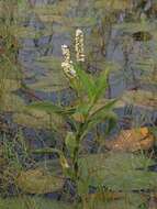 Imagem de Persicaria attenuata (R. Br.) Sojak